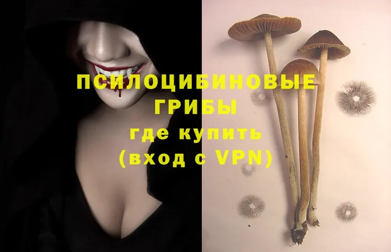 Псилоцибиновые грибы Psilocybe  Грязовец 